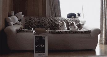 daily-gifs-mix-683-17