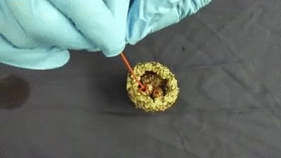 gifs_14