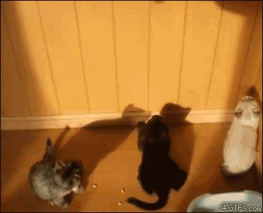 gifs 15