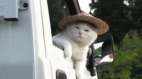 gifs_11