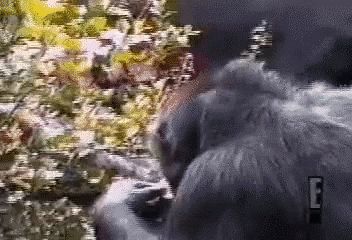 gifs_12