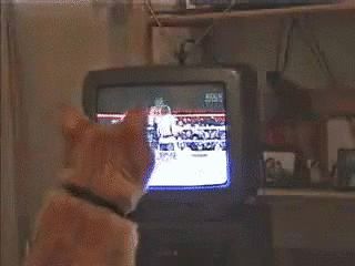 gifs_14