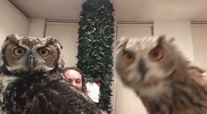 gifs_21