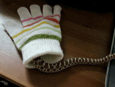 gifs_03