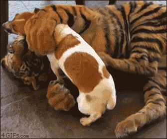 gifs_11