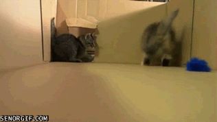 gifs_12