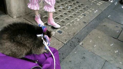 gifs_13
